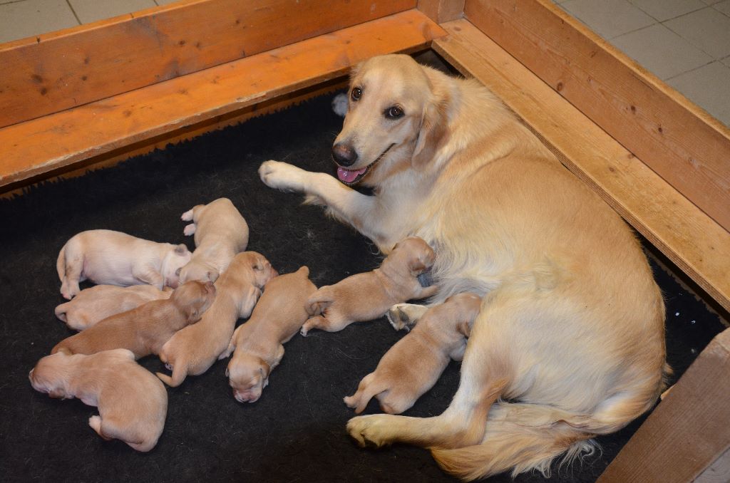 CHIOTS DE NANOU ET HOUSTON